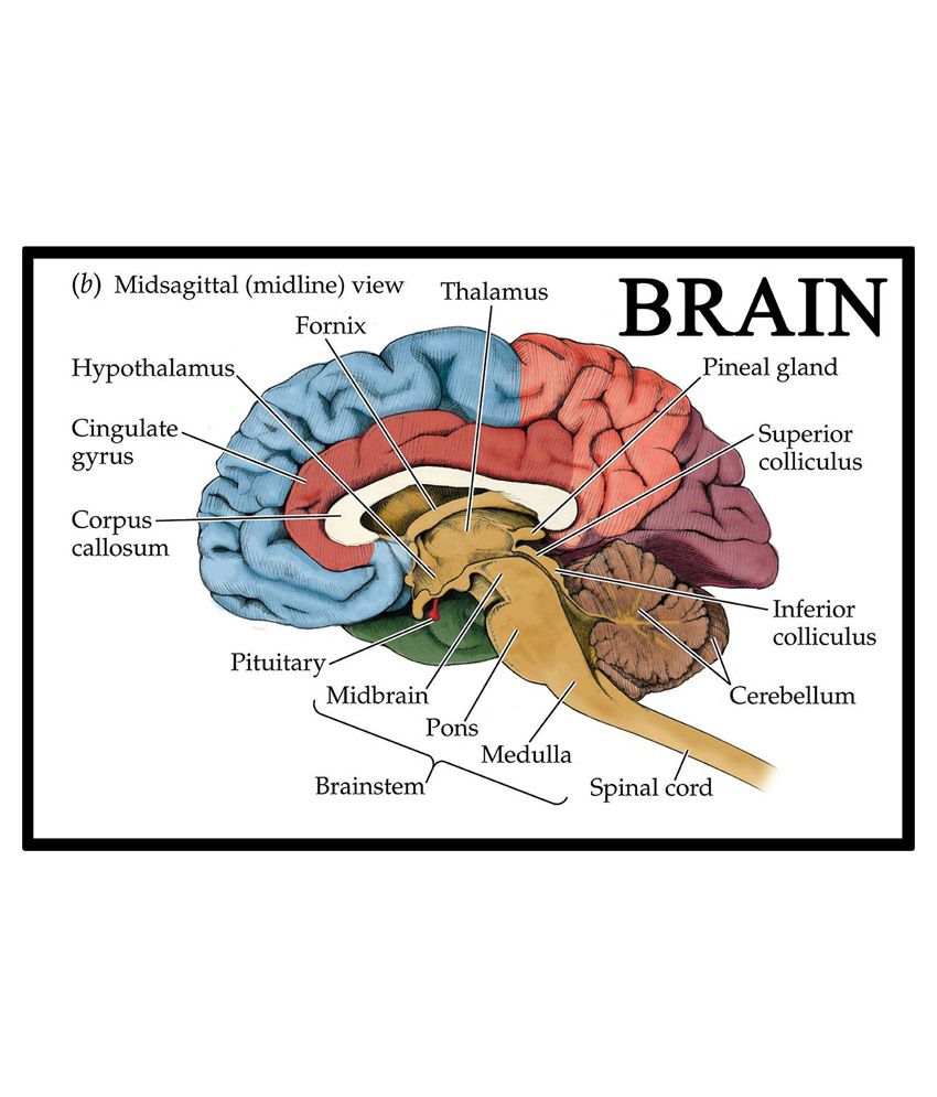 AV Styles Textured Human Brain Knowledgeful Diagram for ...