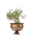 Live n Style Aesthetic Design Brass Finish Small Planter