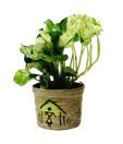 Nurturing Green White Pothos Potted Plant