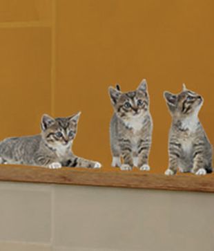 Plage Cute Kittens Wall Sticker