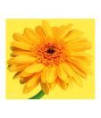 Artjini Yellow Gerbera Painting