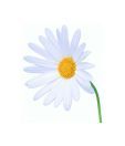 Artjini White Gerbera Painting
