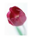 Artjini Pink Tulip Painting
