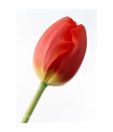 Artjini Red Tulip Painting