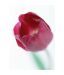 Artjini Pink Tulip Painting