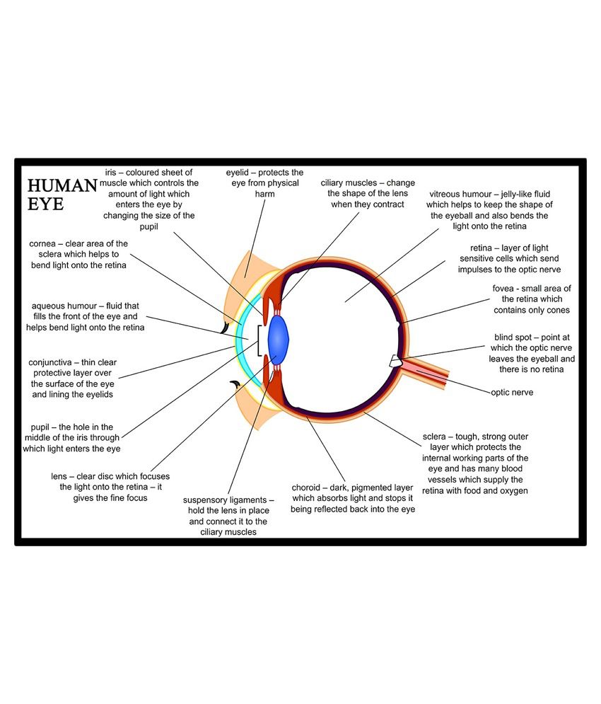 Human Eye Diagram And Explanation Printable Templates Free