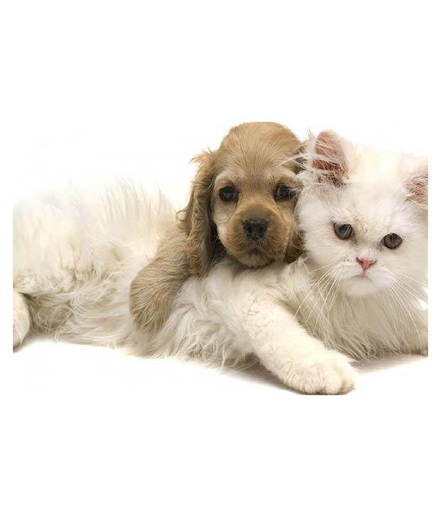 Artifa Dog And Cat Poster: Buy Artifa Dog And Cat Poster At Best Price ...