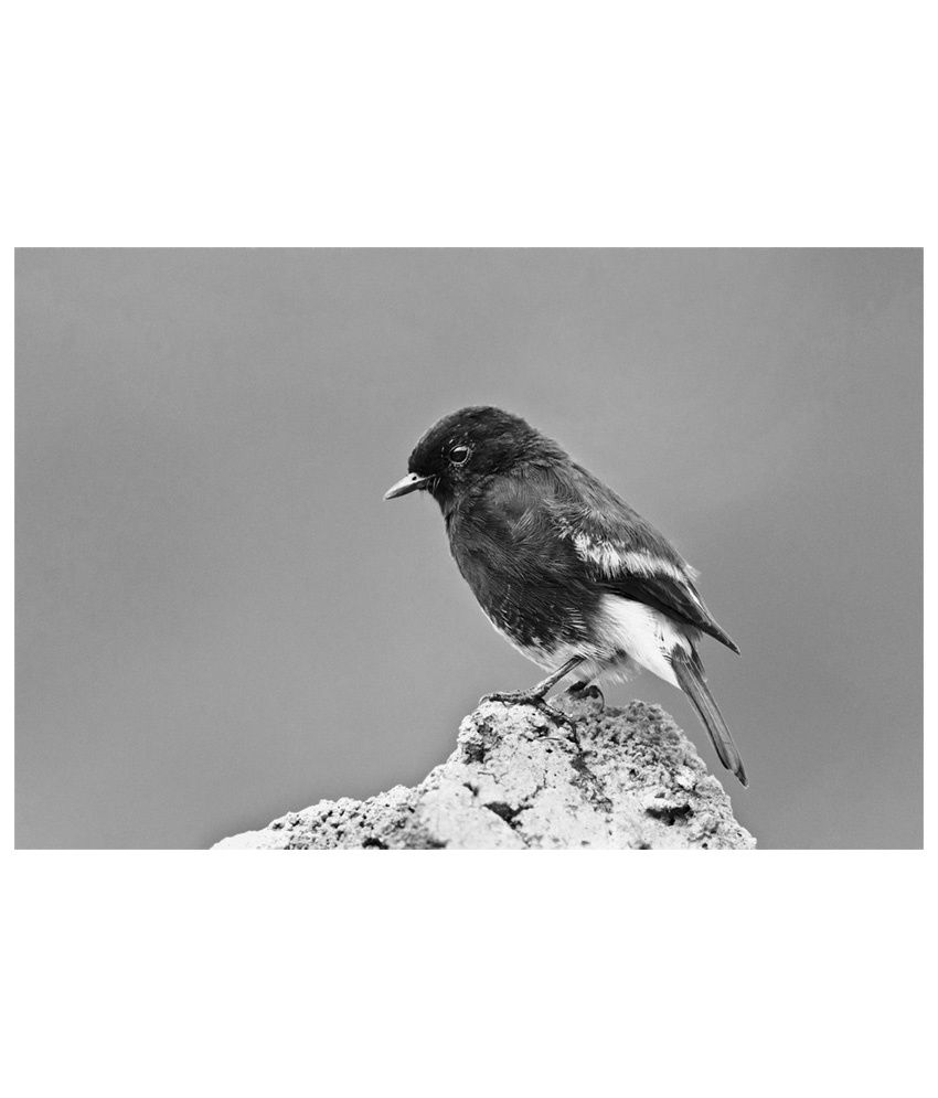 Pixtopper Black & White Canvas Bird B05 Large Poster: Buy Pixtopper ...