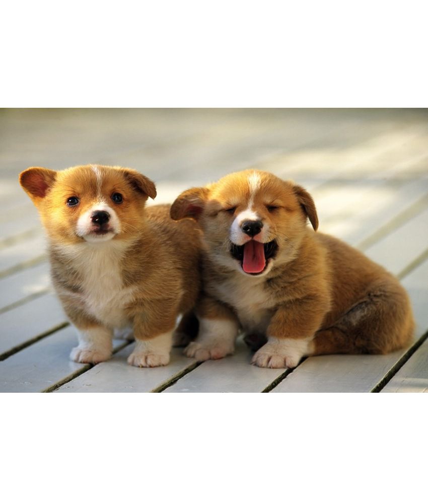 Stybuzz Cute Puppies Poster Posters: Buy Stybuzz Cute Puppies Poster