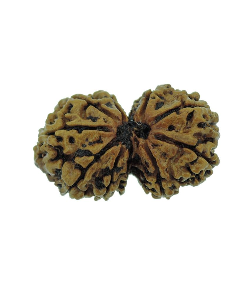     			Rashi Ratan Bhagya Rudraksha Bead Pack of 1 - 10 Beads