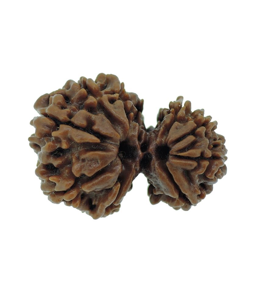     			Rashi Ratan Bhagya Gauri Shankar Rudraksha 9 Mukhi