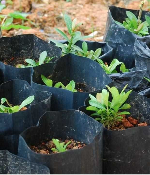 Upi Poly Grow Bags For Germinating & Sprouting Seeds Pack Of 50 Buy