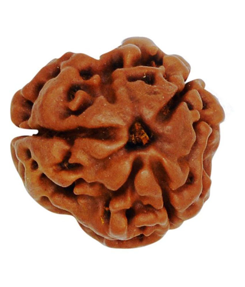     			Tirupati Gems Palace Brown 3 Mukhi Rudraksh