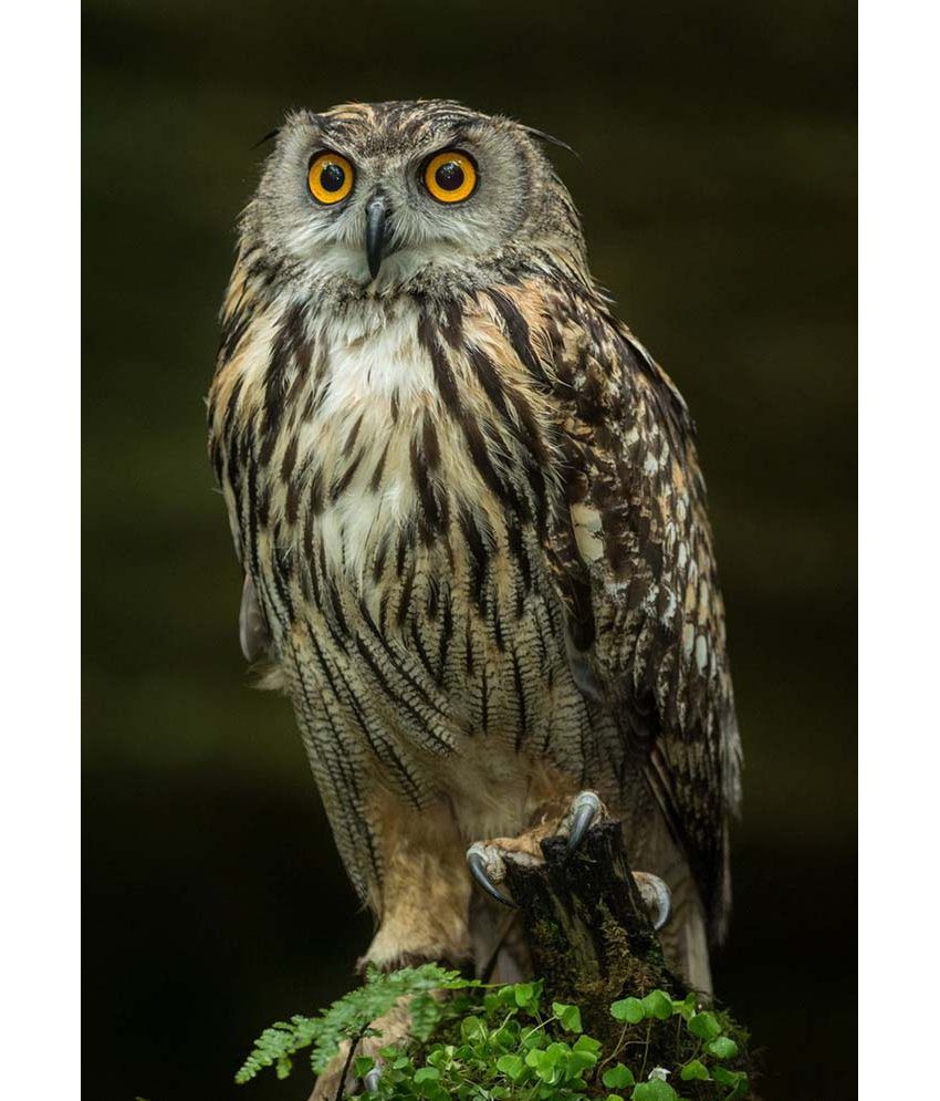 MeSleep Owl Poster: Buy MeSleep Owl Poster at Best Price ...