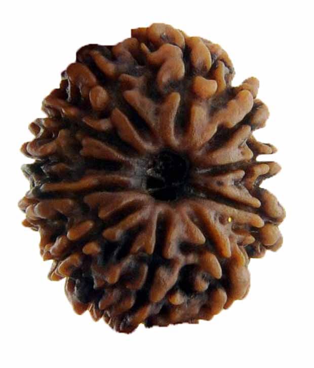     			Ganga Gems 11 Mukhi Rudraksha Round Indonesian 13mm