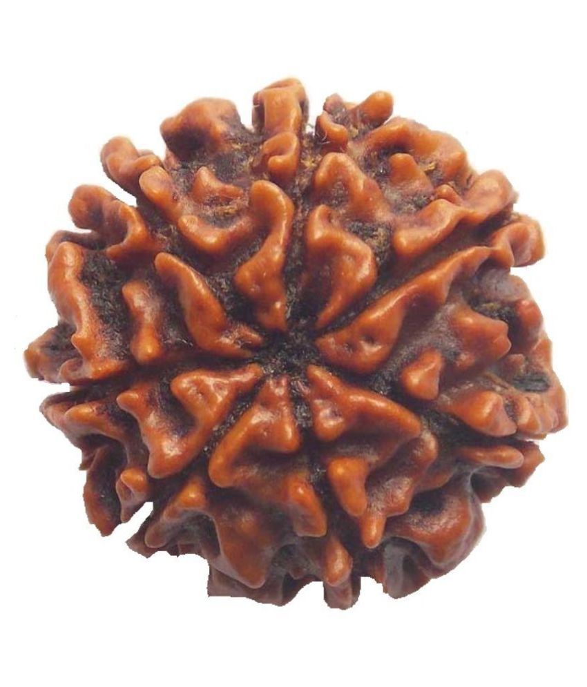     			Narayan Religious Shopee 7 Mukhi Rudraksha from Nepal