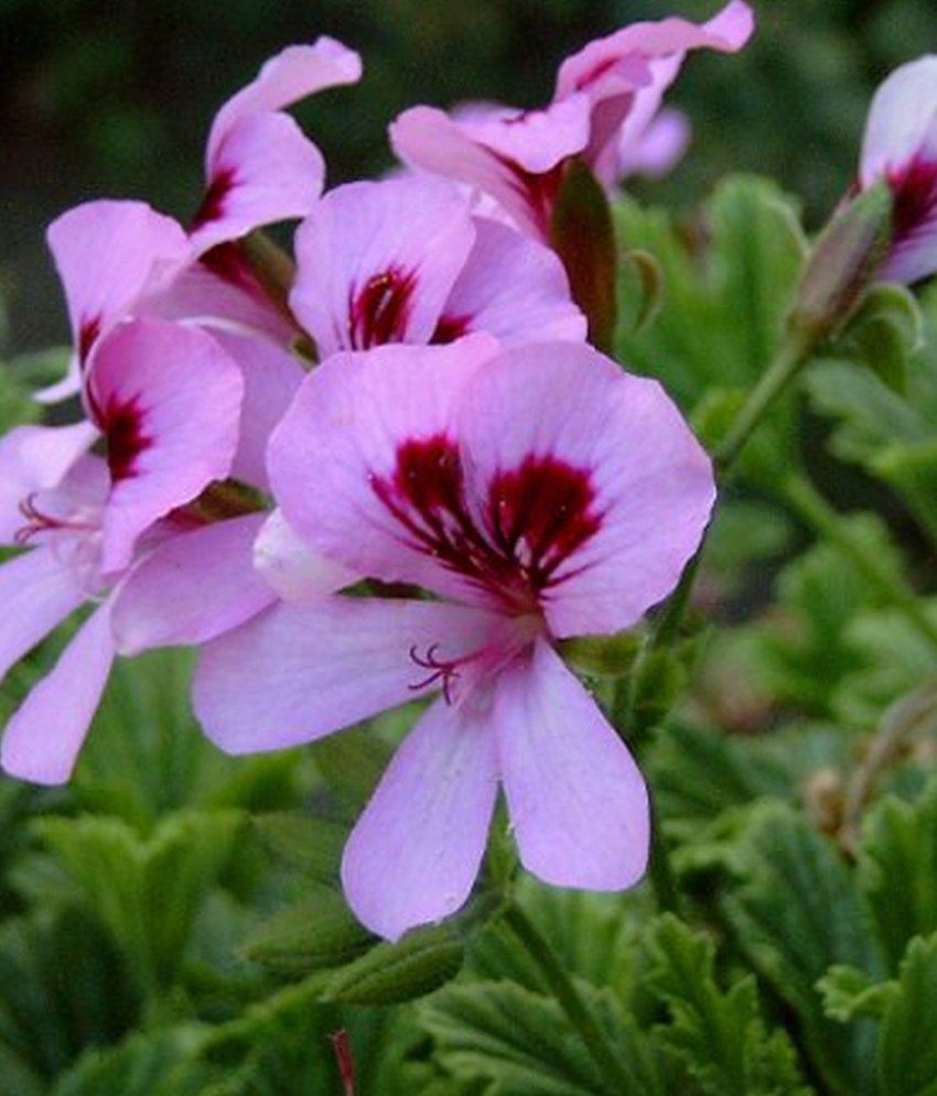 How to grow a geranium from seeds yourself How to grow a geranium from seeds yourself