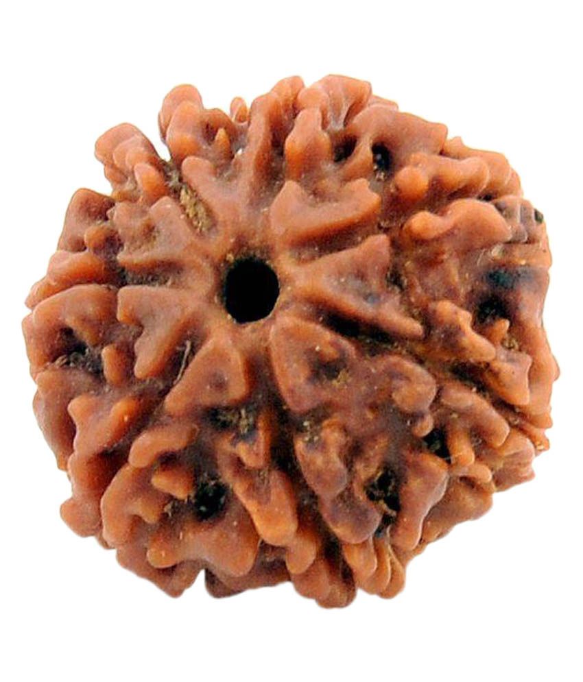     			Bagru Crafts Brown 7 Mukhi Rudraksha