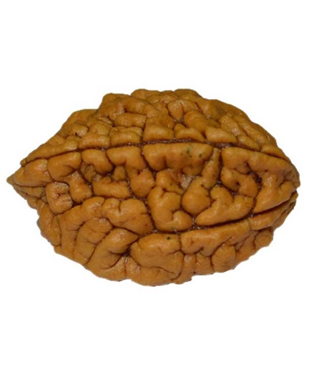     			Swadesi Buyzzar Brown Wood Feng Shui 2 Mukhi Rudraksha