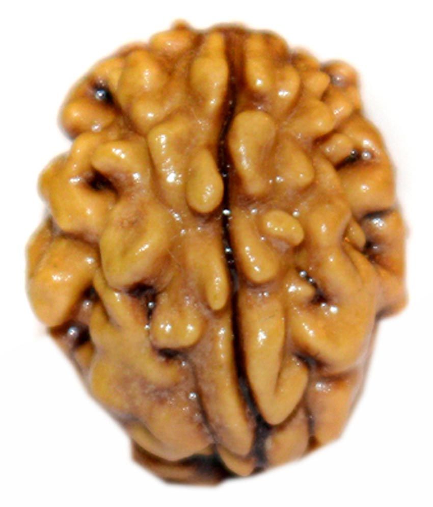     			Aksaya Marketing Brown Wooden 2 Mukhi Rudraksha