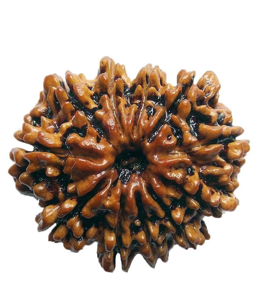     			Shopoj Ceritfied 11 Mukhi Nepal Rudraksha -brown