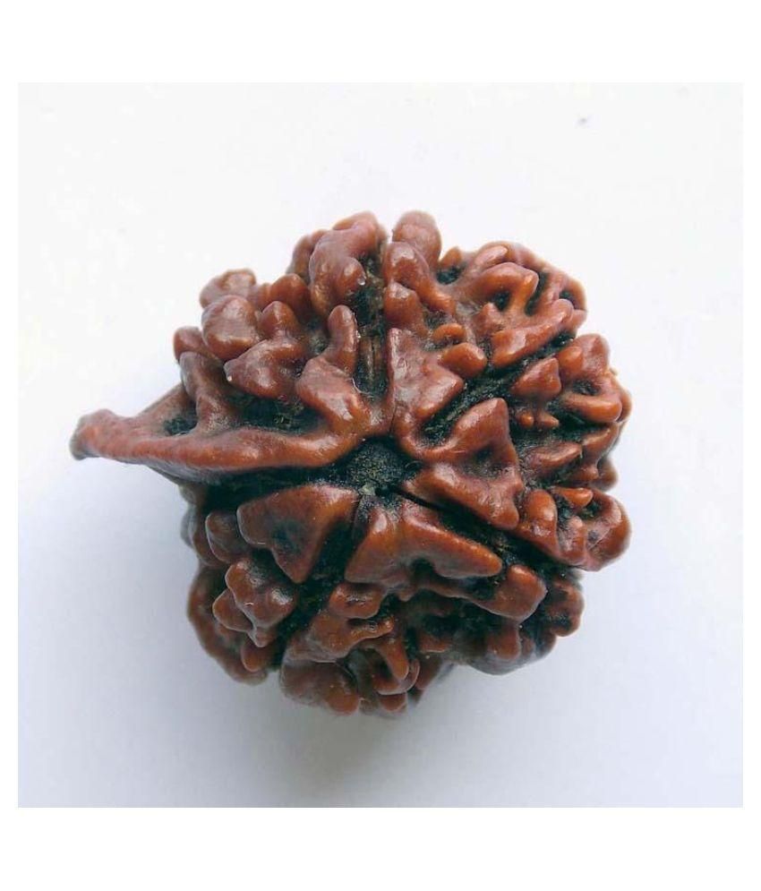     			Moksha Wood Rudraksha