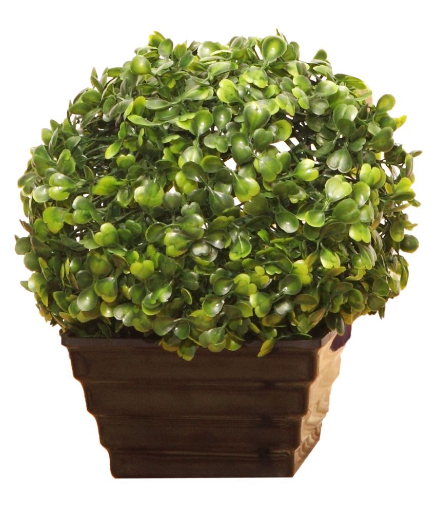 VCK Green Boxwood Ball Topiary (18 cm): Buy VCK Green ...