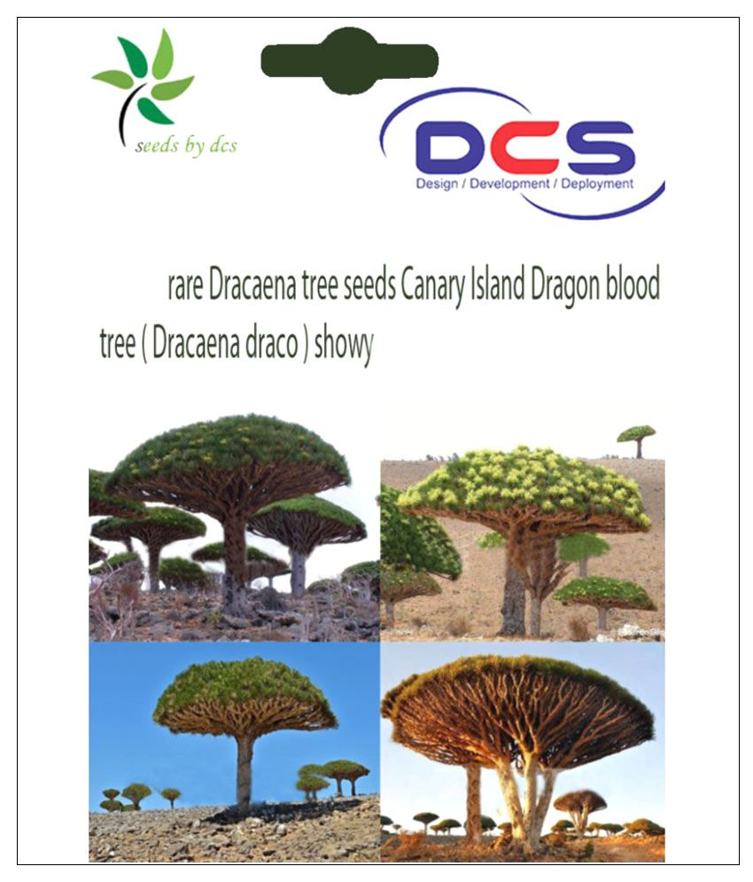 Dcs 3pcs Island Dragon Blood Tree Tree Seeds Buy Dcs 3pcs Island Dragon Blood Tree Tree Seeds Online At Low Price Snapdeal