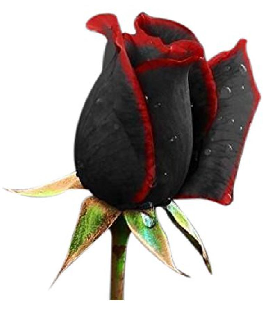 Futaba Exotic Blood Black Rose Flower Plant Seed 100 Pcs