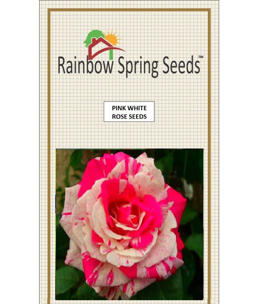 Rainbow Spring Seeds Rose Flower Seeds Buy Rainbow Spring Seeds Rose