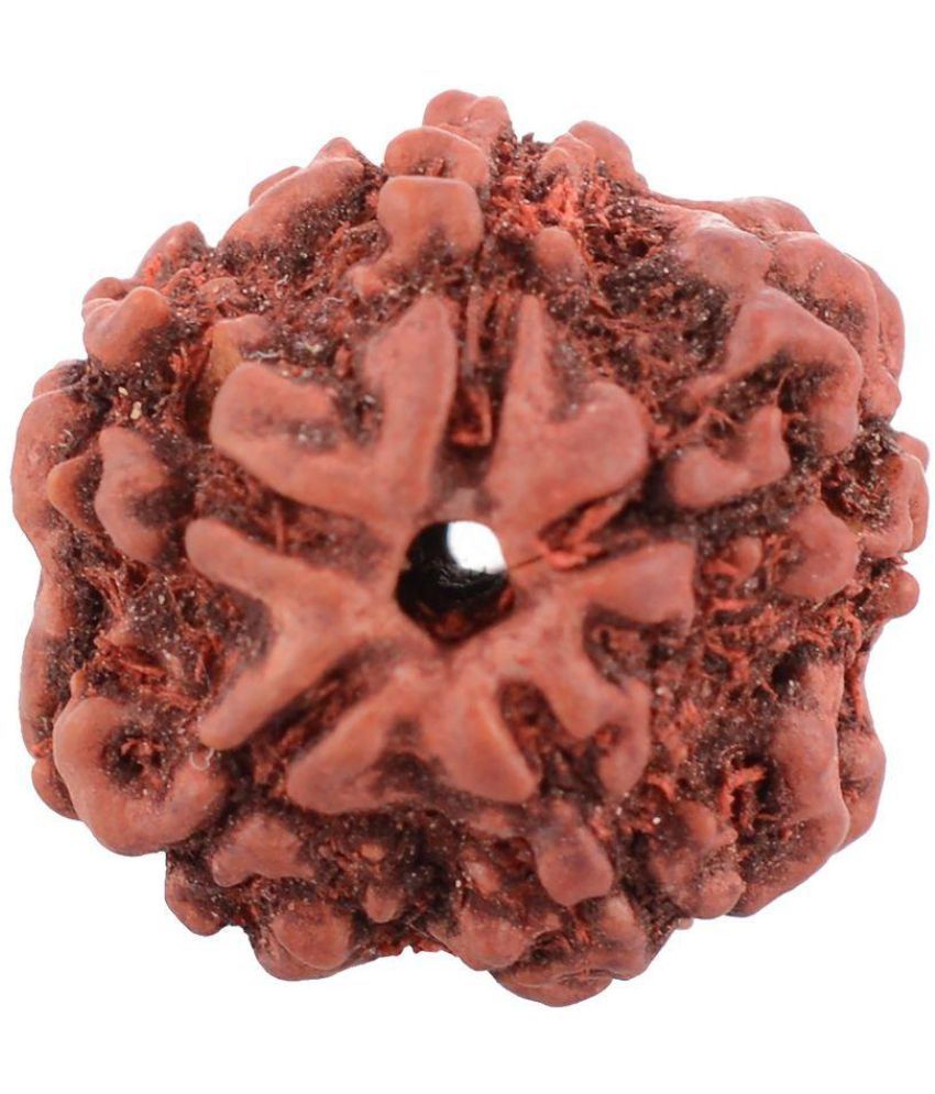     			Moksha Rudraksha Wood