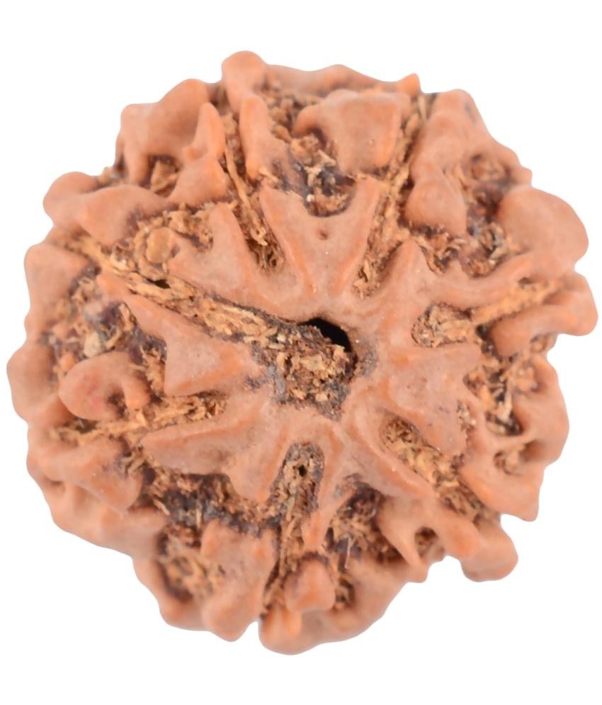     			Moksha 7 Mukhi Certified Rudraksha