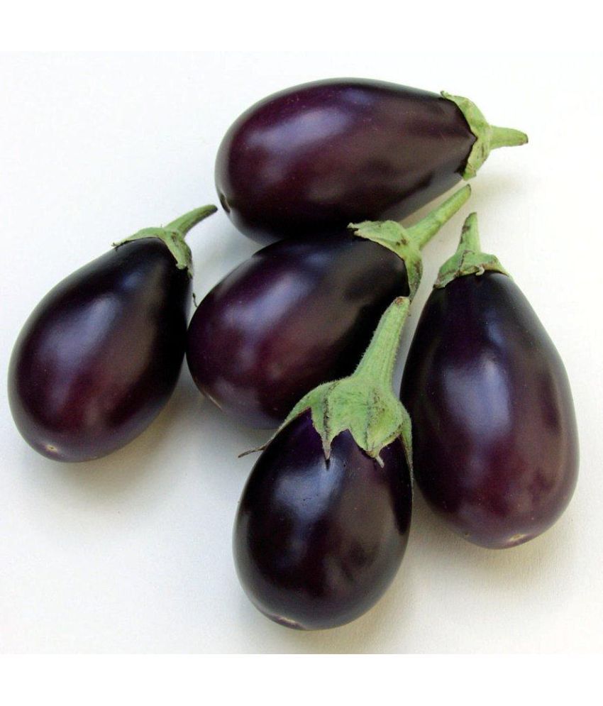 national-gardens-indian-brinjal-vegetable-seeds-buy-national-gardens