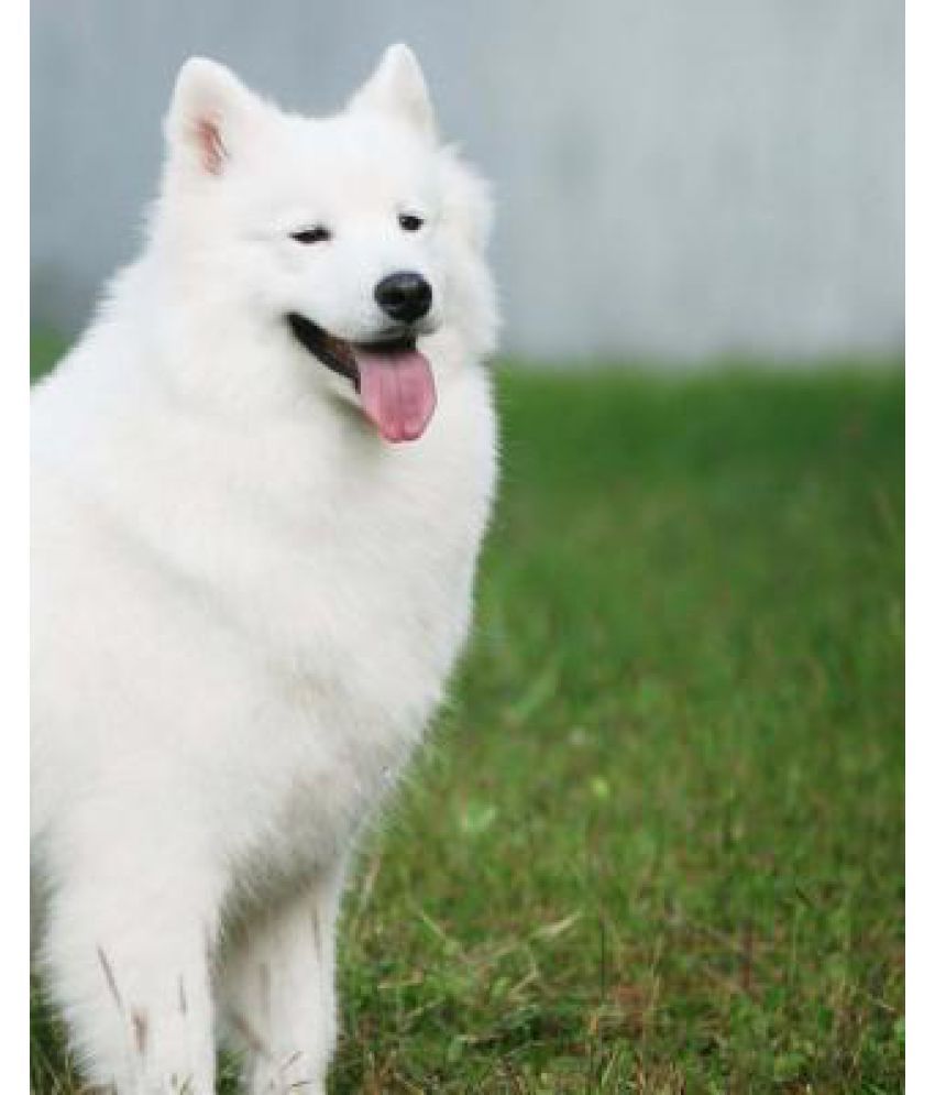 can a samoyed live in india