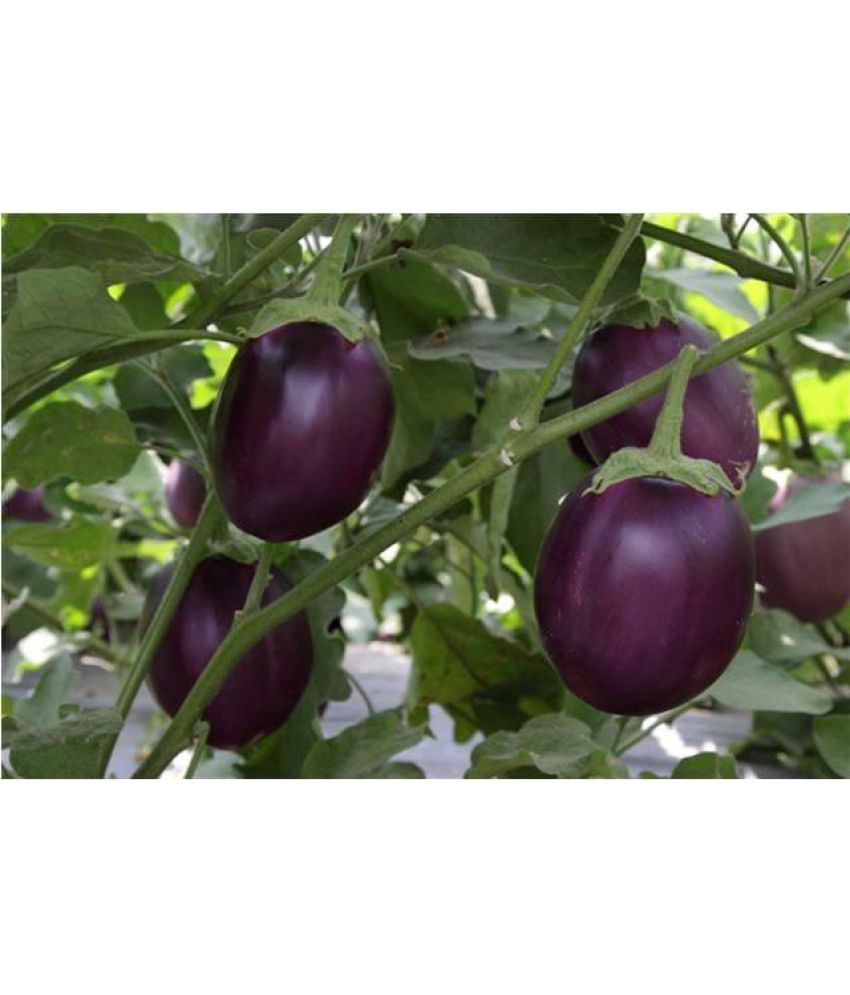 Indian Brinjal seeds: Buy Indian Brinjal seeds Online at ...