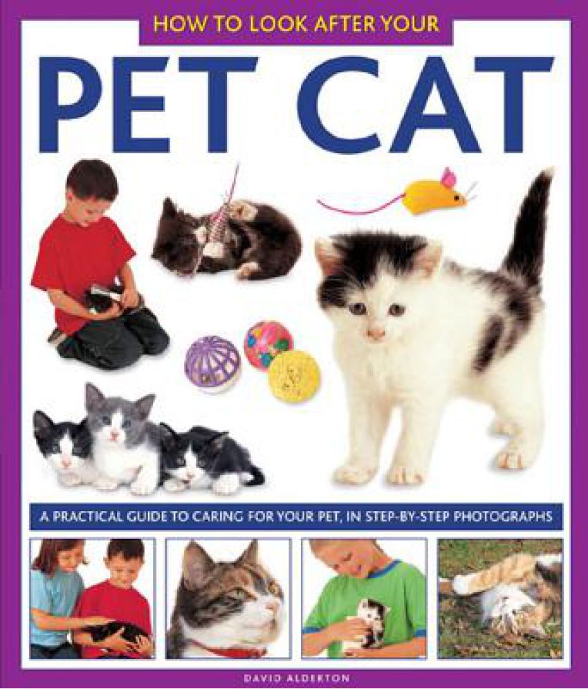 How To Look After Your Pet Cat A Practical Guide To Caring For Your