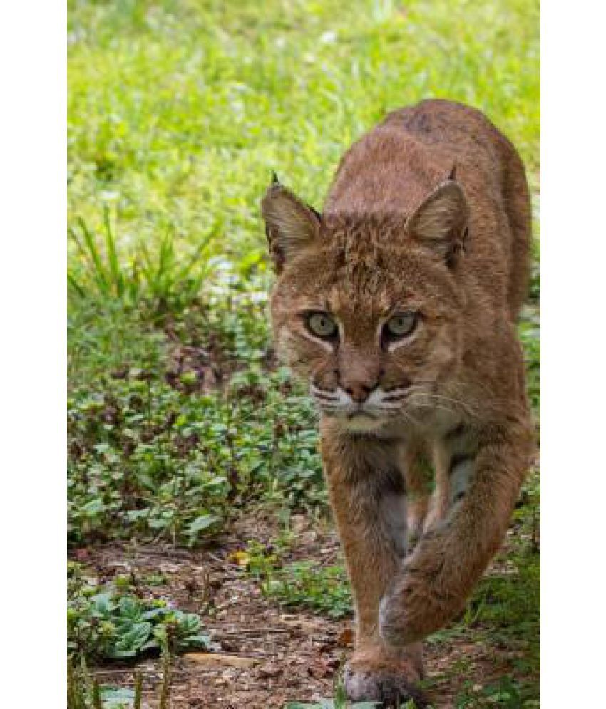 Bobcat Animal Journal: Buy Bobcat Animal Journal Online at Low Price in  India on Snapdeal