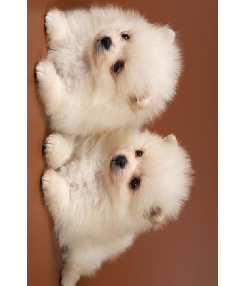 cute puppies online