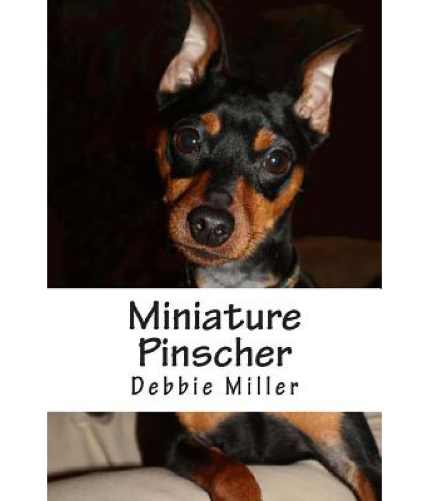 mini pinscher craigslist