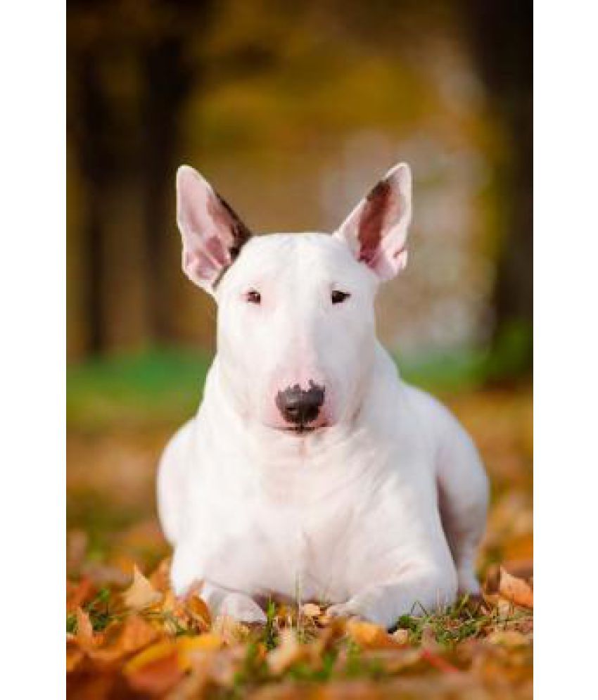 how much is a bull terrier worth