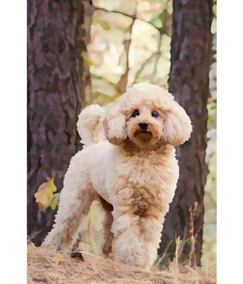 how much does a poodle cost in india