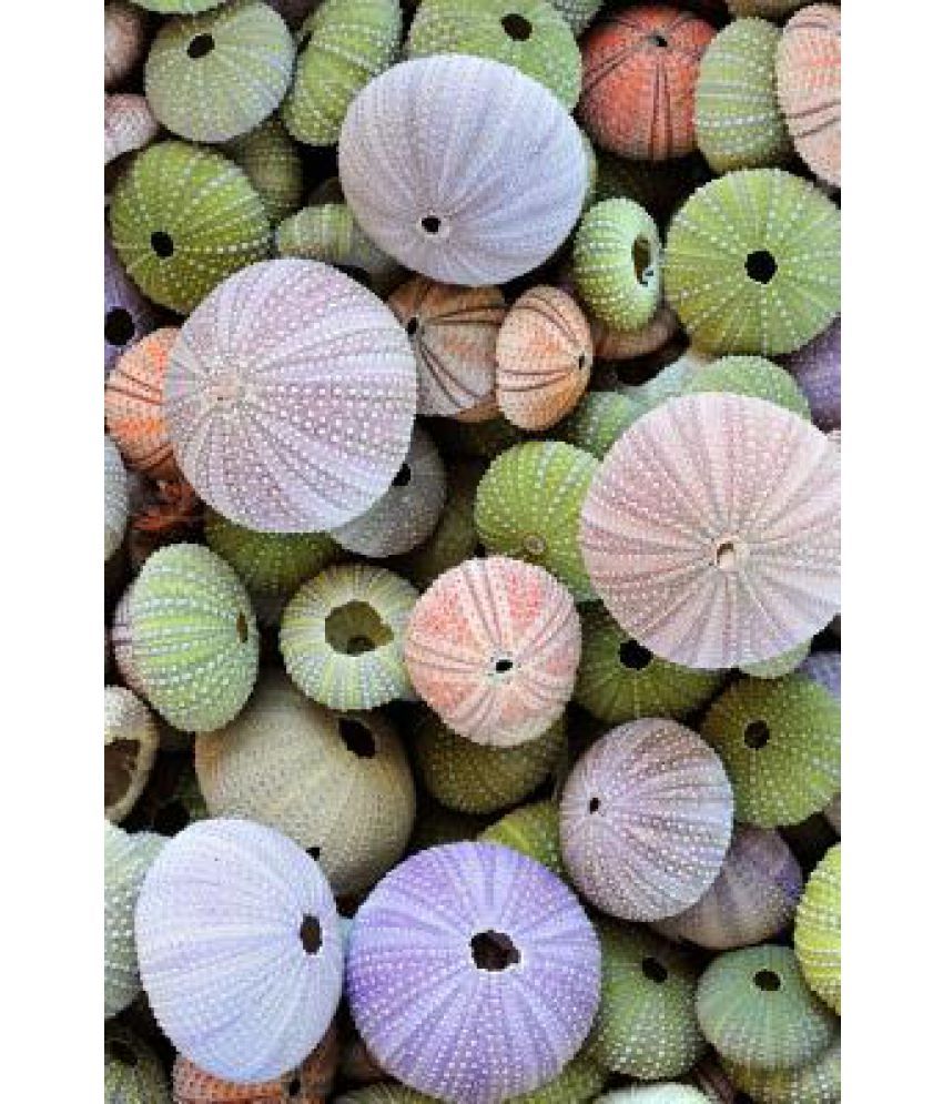 Colorful Sea Urchin Shells Journal Buy Colorful Sea Urchin Shells