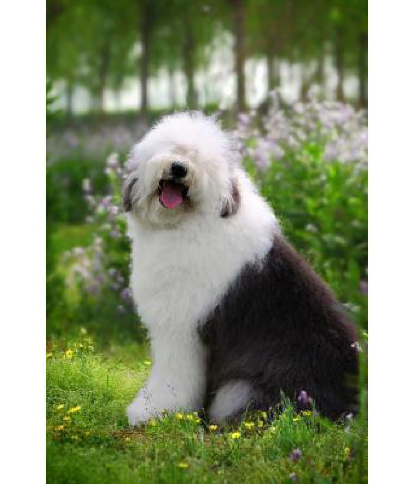 can a old english sheepdog live in india