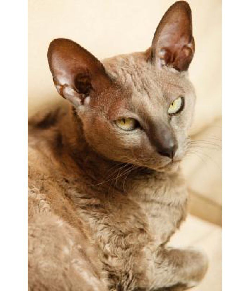 Egyptian Mau Cat Checking You Out Journal Buy Egyptian Mau Cat Checking You Out Journal Online At Low Price In India On Snapdeal