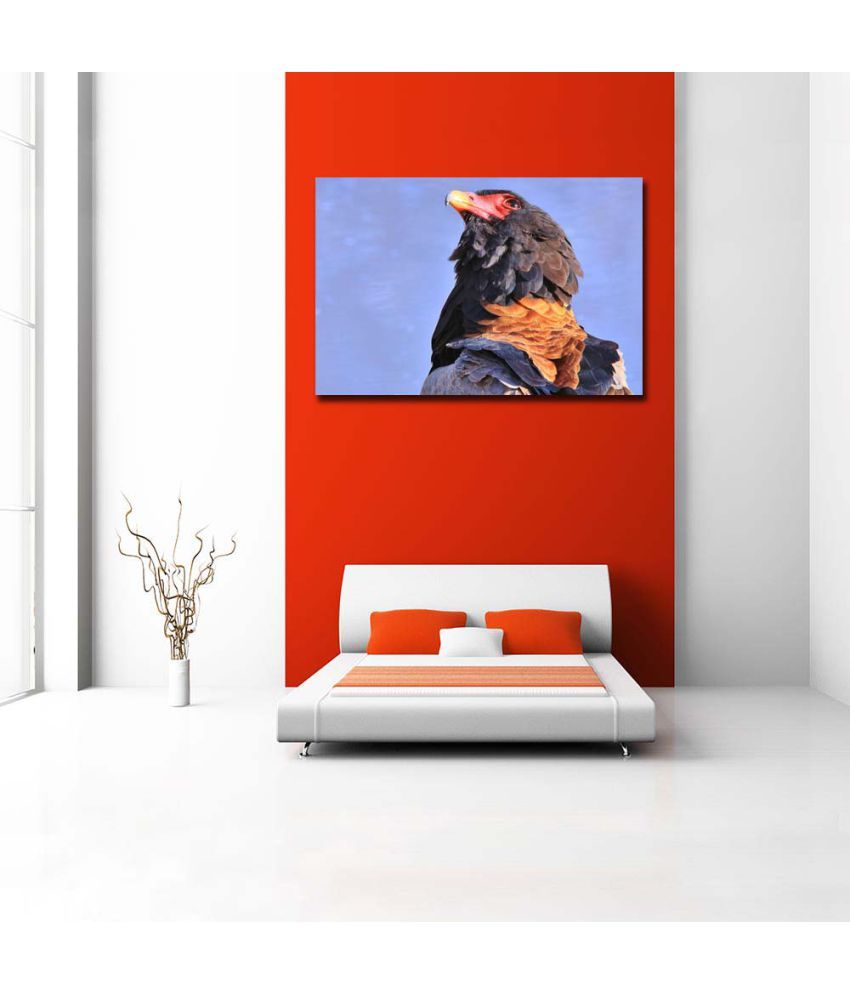 Pitaara Box Bateleur Eagle Africa Stare Of Color And Power Pvc