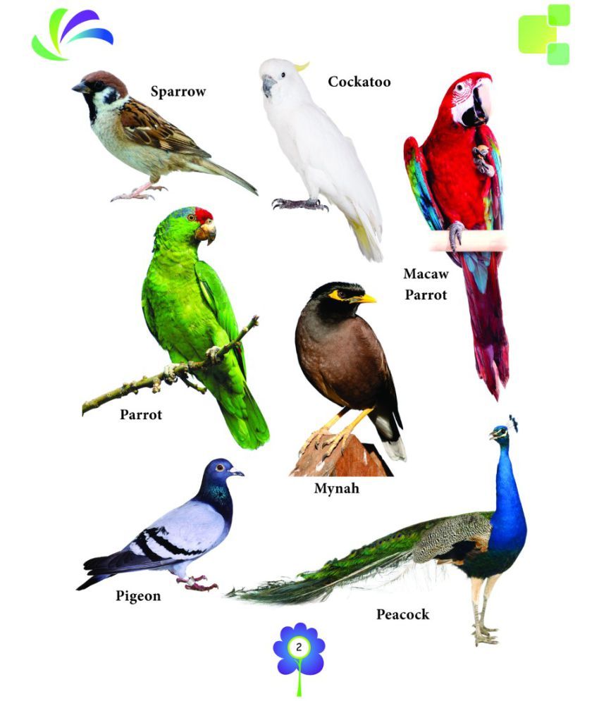 birds-board-book-for-kids-buy-birds-board-book-for-kids-online-at-low