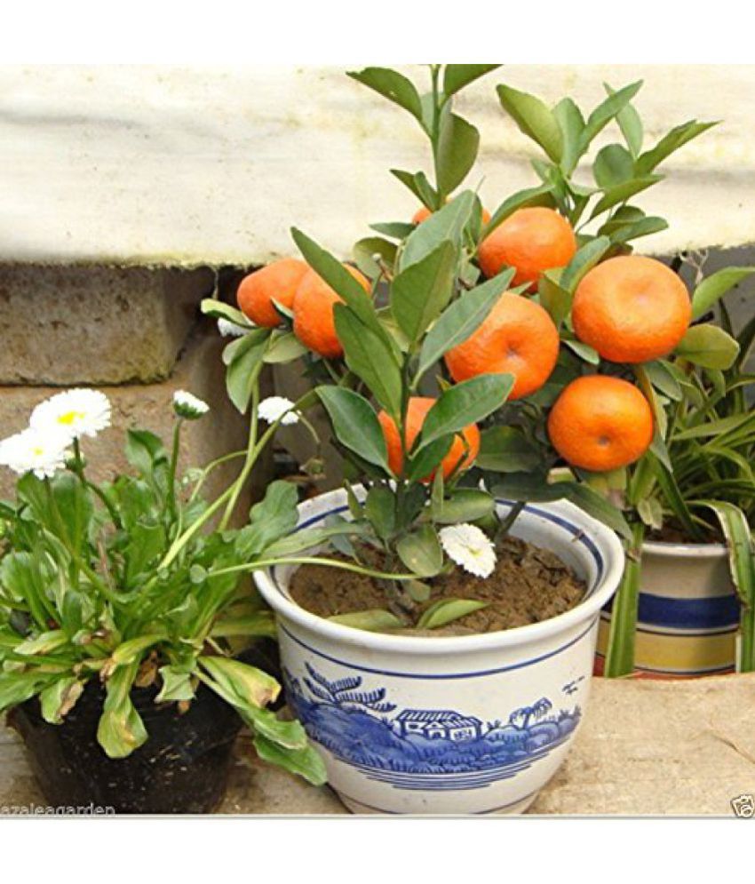     			10Pcs Edible Fruit Mandarin Citrus Orange Bonsai Tree Seeds Plants Home Garden
