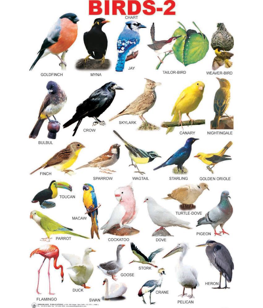 Wall1ders Birds name chart Paper Wall Poster Without Frame: Buy ...