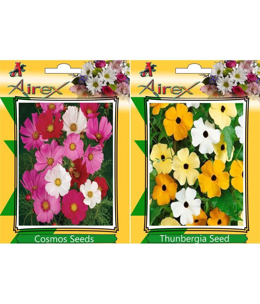 Airex Cosmos Mixed and Thunbergia (Summer) Flower Seeds Buy Airex