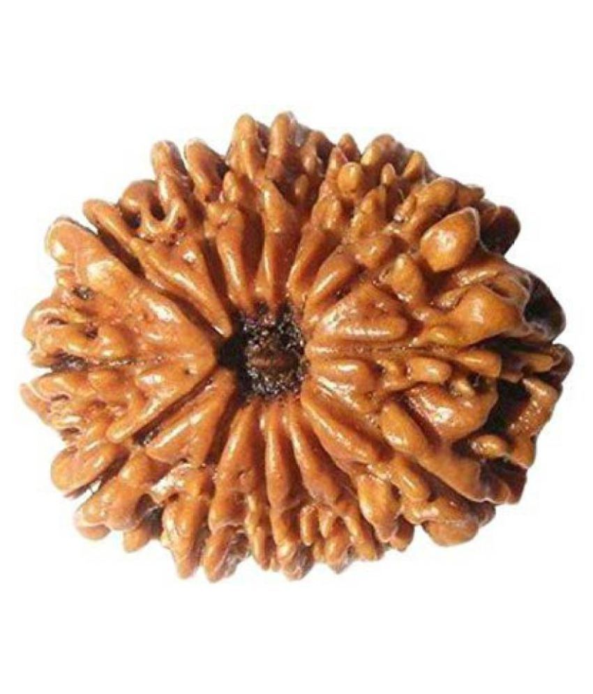     			Shivoham 14 Mukhi Rudraksha 14